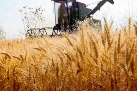 خلف وعده دولت به کشاورزان؛ پول گندمکاران پرداخت نشد