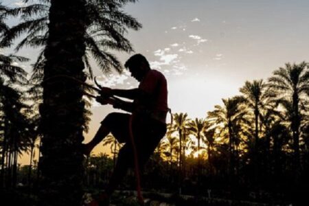 سارقان خرما در جازموریان تا پایان فصل برداشت آزاد نمی‌شوند | خبر کرمان