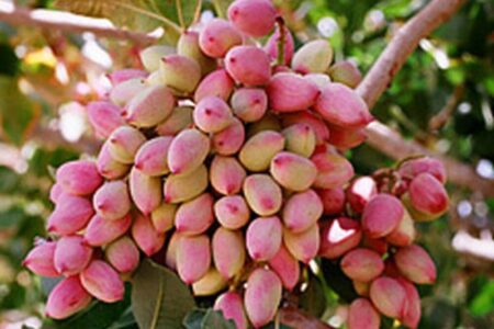 جشن ملی پسته پایان شهریور در رفسنجان برگزار می‌شود | اخبار کرمان و شهرستان ها