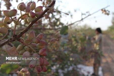 زمان برداشت پسته درحفظ ویژگی های آن موثر است | خبر کرمان