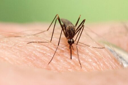 خبری از پشته آئدس مهاجم و بیمار مبتلا به تب دنگی در کرمان نیست | خبر کرمان