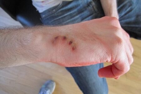 نگهداری سگ و گربه خانگی، آمار حیوان‌گزیدگی در رفسنجان را افزایش داده است | اخبار کرمان و شهرستان ها