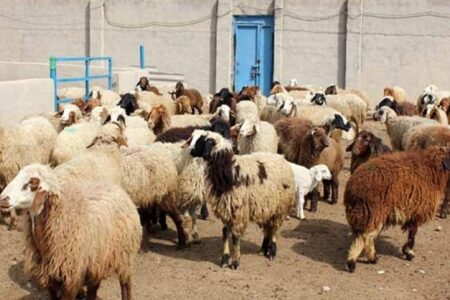 دستگیری سارق زورگیر احشام در کرمان | خبر کرمان