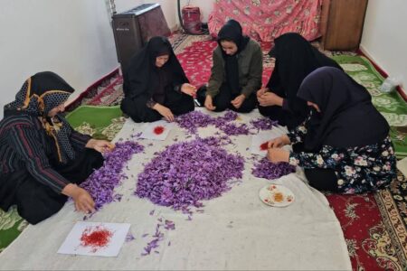 گل های زعفران، رونق بخش تولید مردمان زرند | خبر کرمان