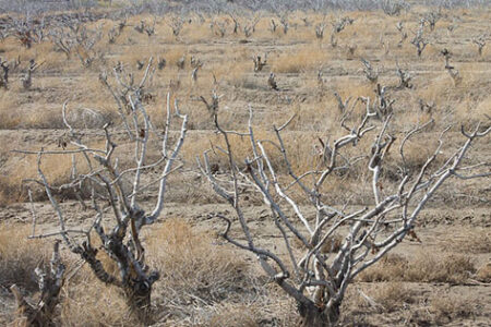 کاهش ۲۰ درصدی بارش‌ها نسبت به پارسال | اخبار اقتصادی کرمان