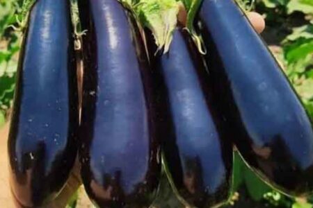 پیش بینی برداشت ۴۲ هزار تن بادمجان در جنوب کرمان | خبر کرمان