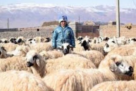 هشدار دامپزشکی فهرج به دامداران در پی کاهش دمای هوا | خبر کرمان