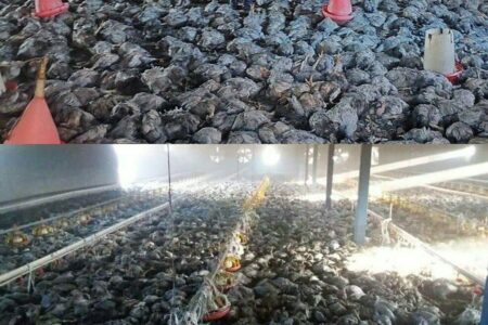 ۱۰ هزار مرغ در یک مرغداری سوختند! | اخبار اصلاحات