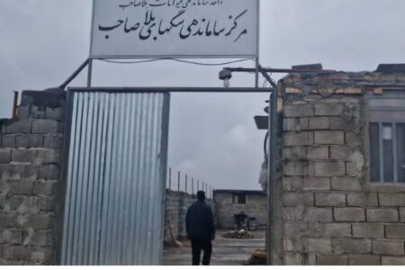 کمپ، کلید اصلى کاهش جمعیت سگ‌های بلاصاحب زرند | خبر کرمان