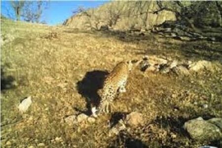 ثبت تصویر پلنگ ایرانی در روز اول سرشماری زمستانه در کرمان+فیلم | اخبار کرمان و شهرستان ها