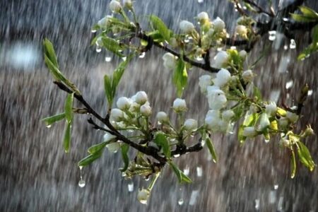 بارندگی‌های استان کرمان همچنان پایین‌تر از میانگین بلندمدت است | خبر کرمان