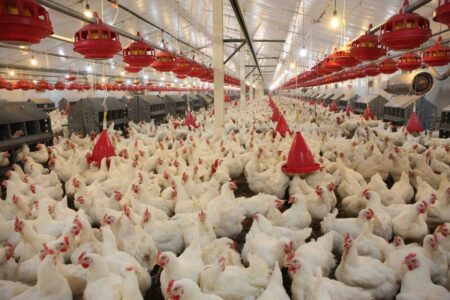 از انعکاس چالش‌های تولید تا استفاده مرغداری‌ها از انرژی خورشیدی | اخبار کرمان و شهرستان ها