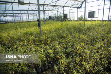 هشدار درباره تهدیدات گیاه‌پزشکی در استان/کشاورزان کرمانی قربانی آفات قاچاق | اخبار کرمان و شهرستان ها