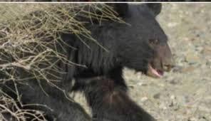 حمله خرس سیاه آسیایی به چوپانی درقلعه گنج