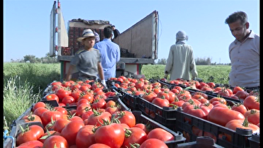آغاز برداشت گوجه‌فرنگی در جنوب کرمان؛ دلالان همچنان چالش اصلی کشاورزان
