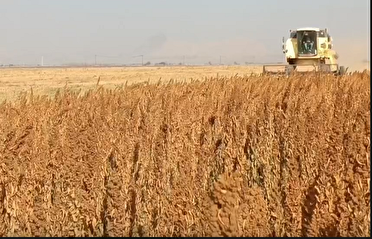 آغاز برداشت گندم از مزارع فاریاب؛ پیش‌بینی تولید ۳۰ هزار تن محصول