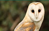 نجات یک بهله جغد انبار در عنبرآباد؛ تاکیدی بر تعامل جامعه و محیط زیست