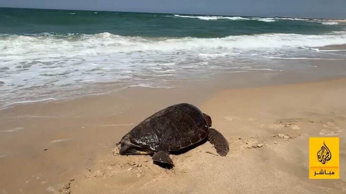 لاک پشت، غذای جدید مردم غزه