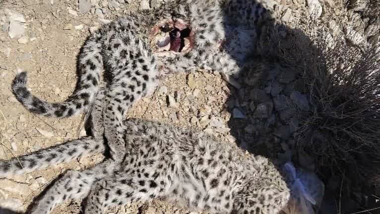 کشف لاشه ۲ توله پلنگ ایرانی در ارتفاعات پارک ملی خَبر/ زنگ خطر برای گونه‌ای در معرض انقراض | اخبار کرمان و شهرستان ها