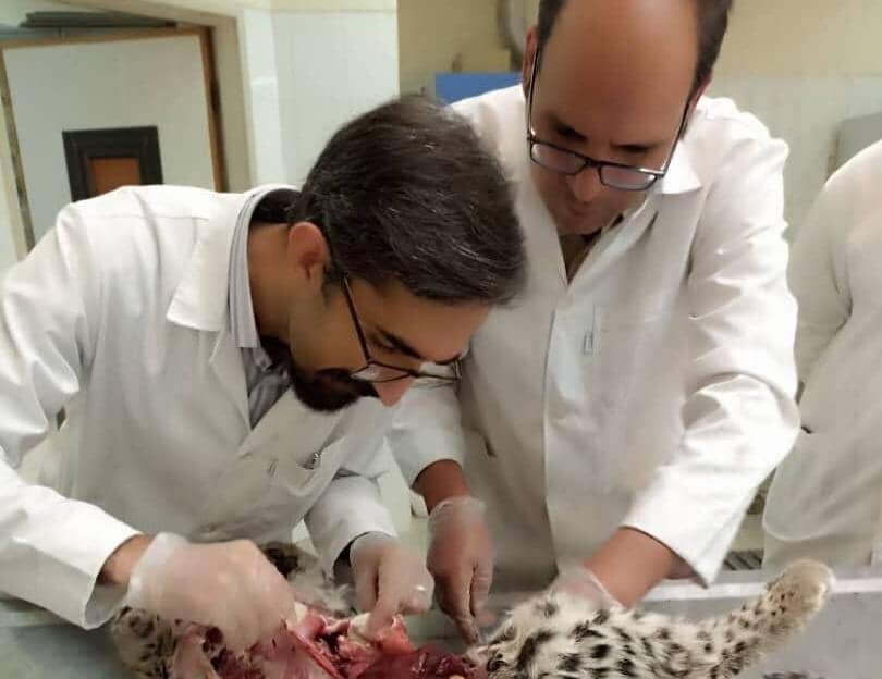 محیط زیست کرمان علت مرگ توله پلنگ‌های پارک ملی خبر را اعلام کرد | اخبار کرمان و شهرستان ها