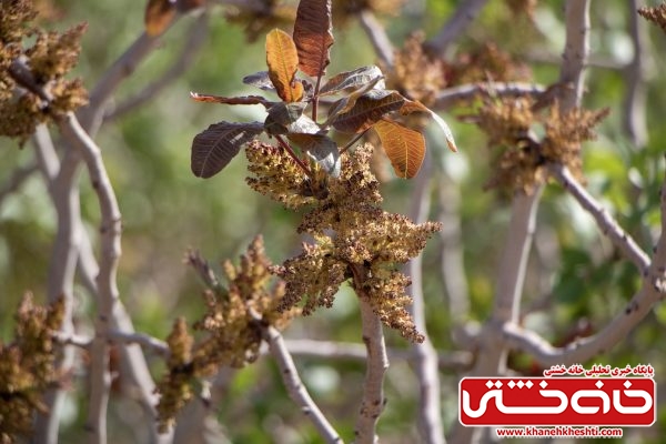 شکوفه‌های بهاری پسته در شهر طلای سبز | اخبار استان کرمان