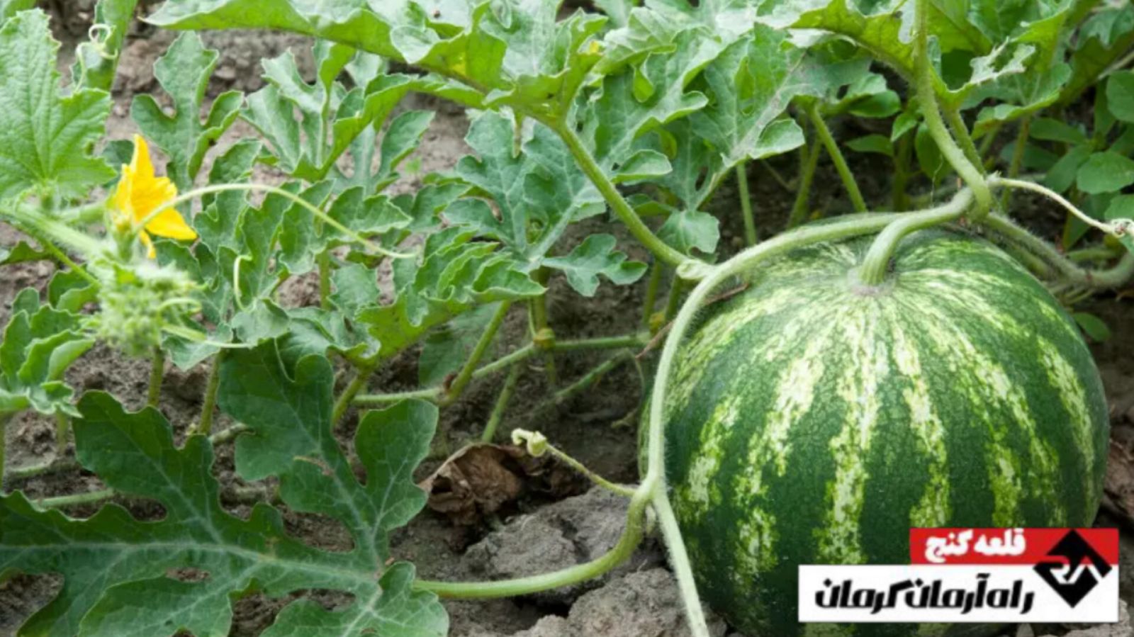 «هندوانه» نگین تابستان قلعه‌گنج | اخبار استان کرمان