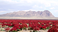 دشت ریواس شهربابک؛ تابلویی سرخ بر دامان کوهساران کرمان