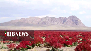 دشت ریواس شهربابک؛ تابلوی سرخ طبیعت در قلب کویر کرمان