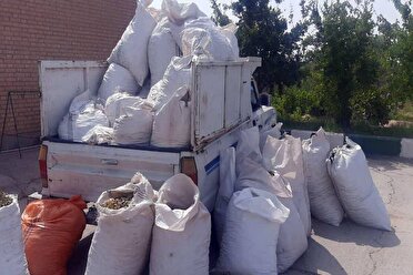 سارق پسته از دل کارگاه؛ کارگر ضبط در رفسنجان دستگیر شد