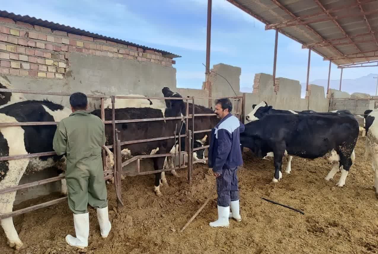 هشدار دامپزشکی کرمان: شناسایی کانون تب مالت شیری در بردسیر | خبر کرمان