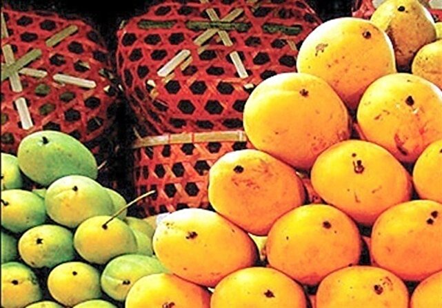 برداشت انبه از ۵۶۰ هکتار باغ در جنوب کرمان | خبر کرمان