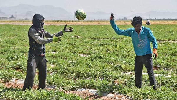اظهارات نماینده دومای روسیه درباره هندوانه ایران با آزمایش دقیق رد شد +فیلم