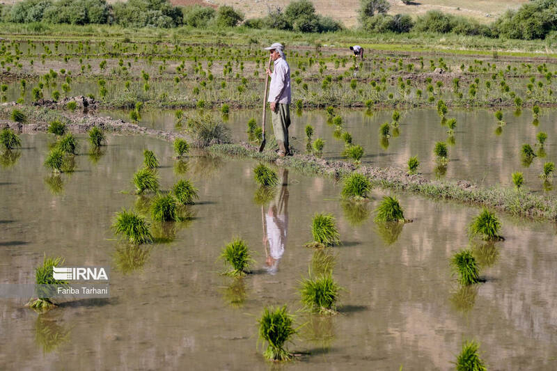 ۹۰ درصد از اراضی کشاورزی رفع تداخل شد