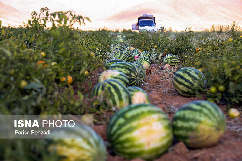 رد ادعاها درباره هندوانه صادراتی ایران به روسیه