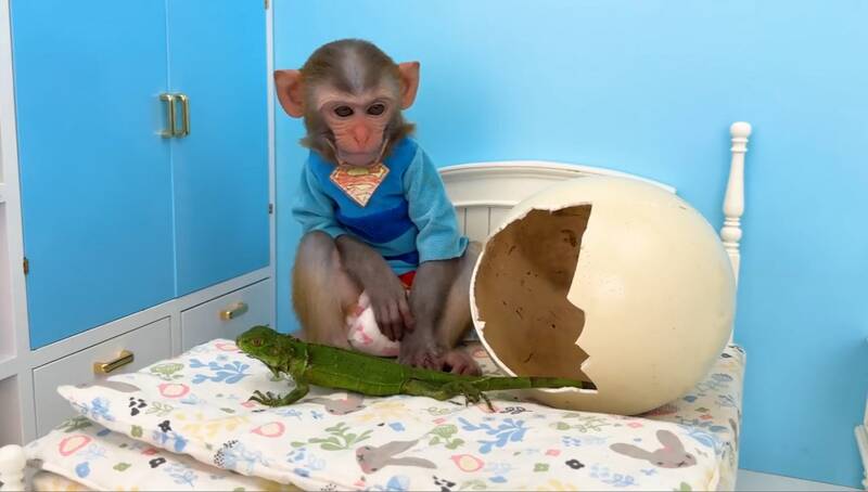 سگ ۷۵ میلیونی یا میمون ۴۰ میلیونی؟ جنگ حیوانات لاکچری در تهران!/ از پودل قلاده‌گسیخته تا مار فراری؛ پایان آرامش محله‌های تهران؟