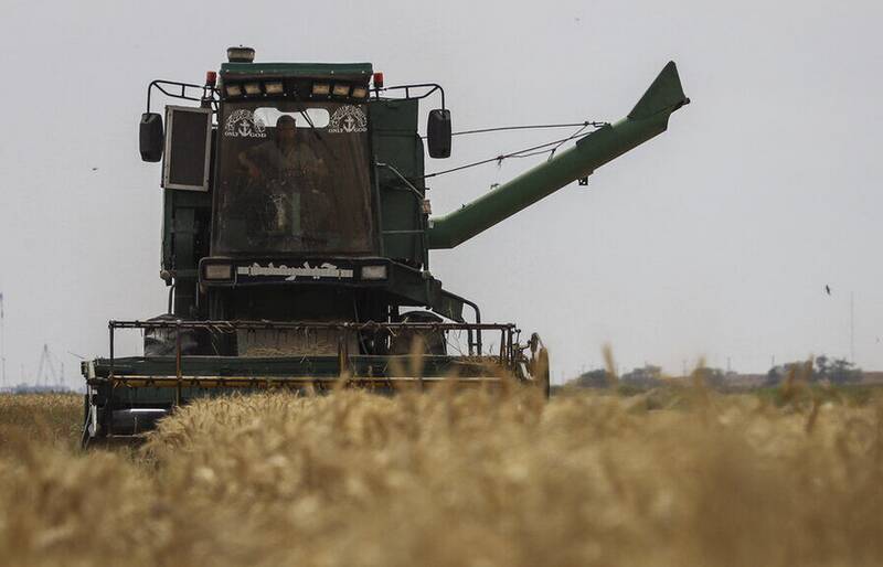 هفت هزار و ۵۰۰ میلیارد تومان به حساب کشاورزان گندم‌کار واریز شد