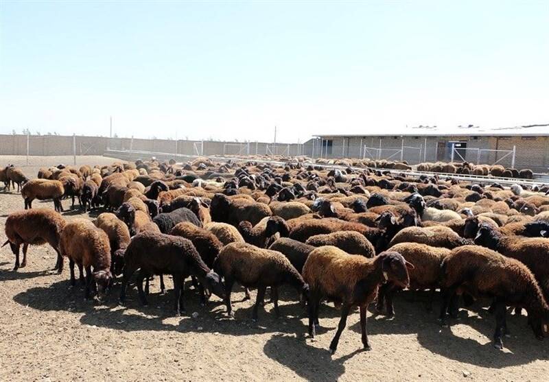 گوسفند زنده کیلویی ۳۰۰ هزار تومان شد