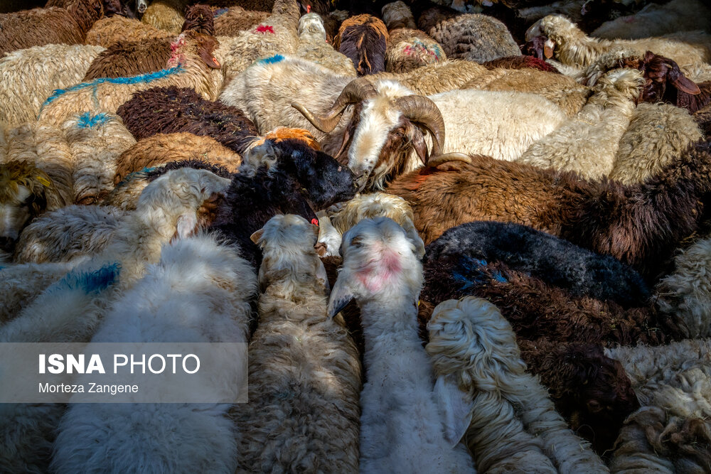 از معابر عمومی، خیابان‌ها و افراد غیرمجاز دام زنده نخرید | اخبار کرمان و شهرستان ها