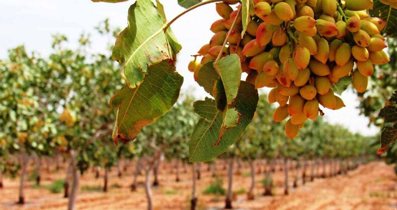 دو طرح جدید پژوهشکده پسته در زمینه طلای سبز | اخبار کرمان و شهرستان ها