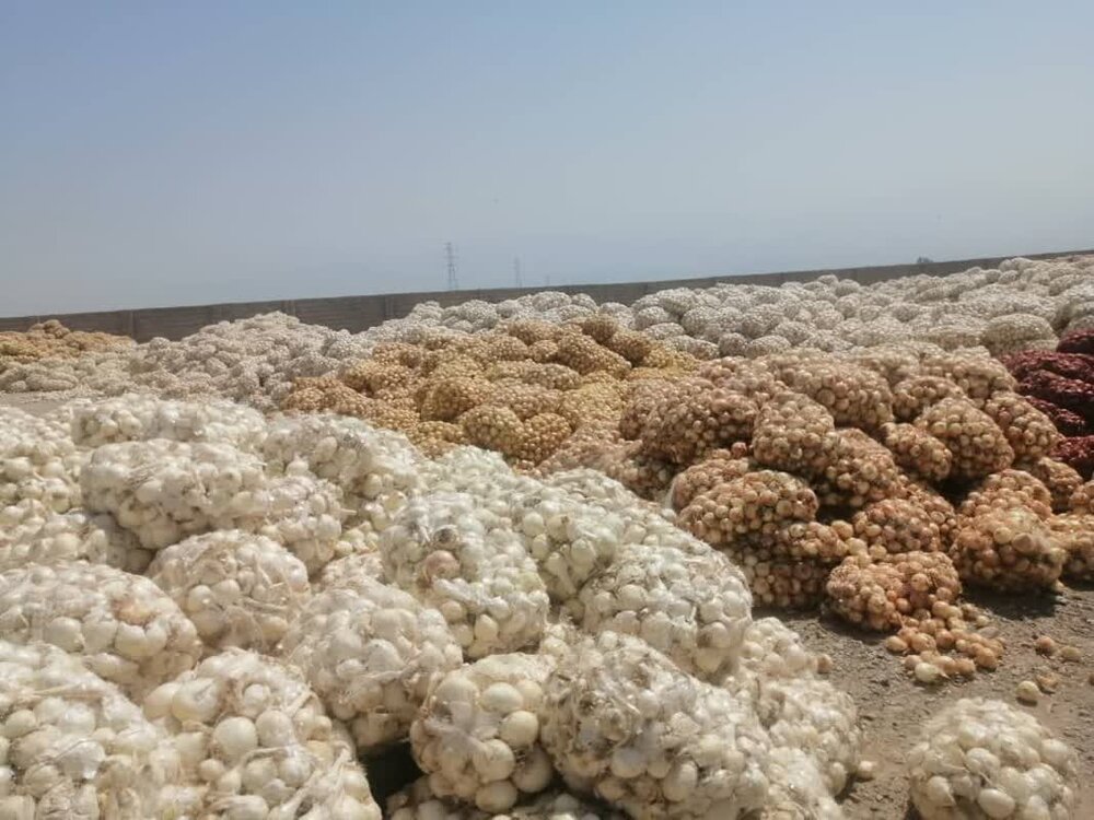 قطعی‌ برق، موتورپمپ‌های کشاورزی را از کار انداخته است/ ابراز تاسف از رهاش شدن مزارع پیاز | اخبار کرمان و شهرستان ها