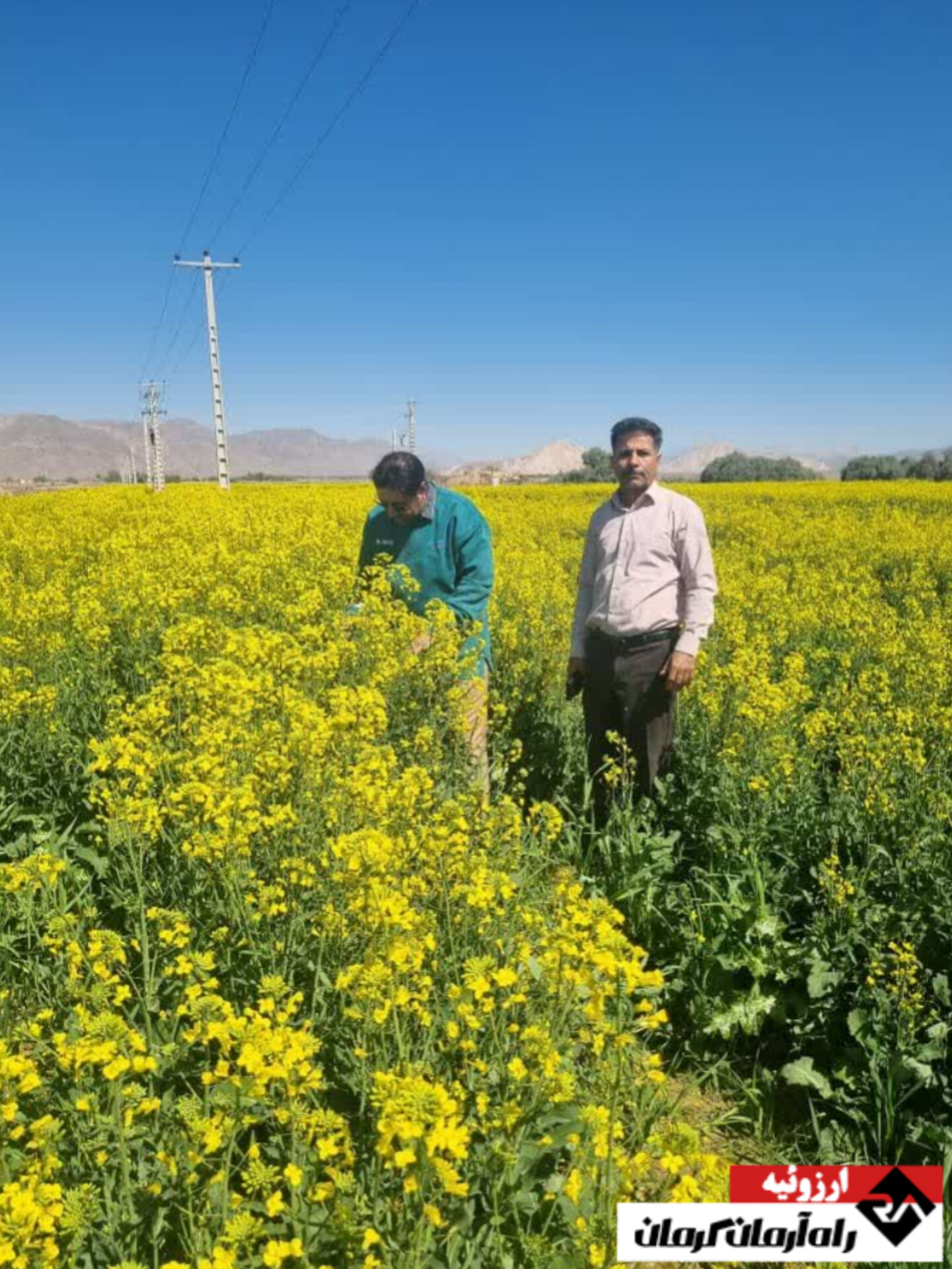 کلزا نگین نویدبخش خودکفایی روغن در شهرستان ارزوئیه