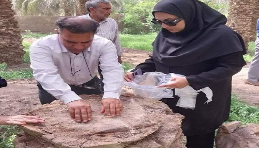 نمونه‌برداری از نخیلات مبتلا به خشکیدگی خرمای بم