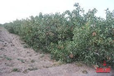 نقش‌آفرینی کارشناسان در ارتقای کیفیت پسته کرمان و گشایش بازارهای صادراتی