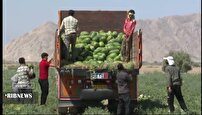 آغاز برداشت هندوانه ارگانیک در ارزوئیه؛ ۲۰۰ هزار تن محصول راهی بازارهای داخلی و خارجی