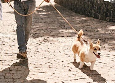 ممنوعیت سگ‌گردانی در انار؛ گامی در جهت حفظ حقوق عامه و آرامش شهروندان