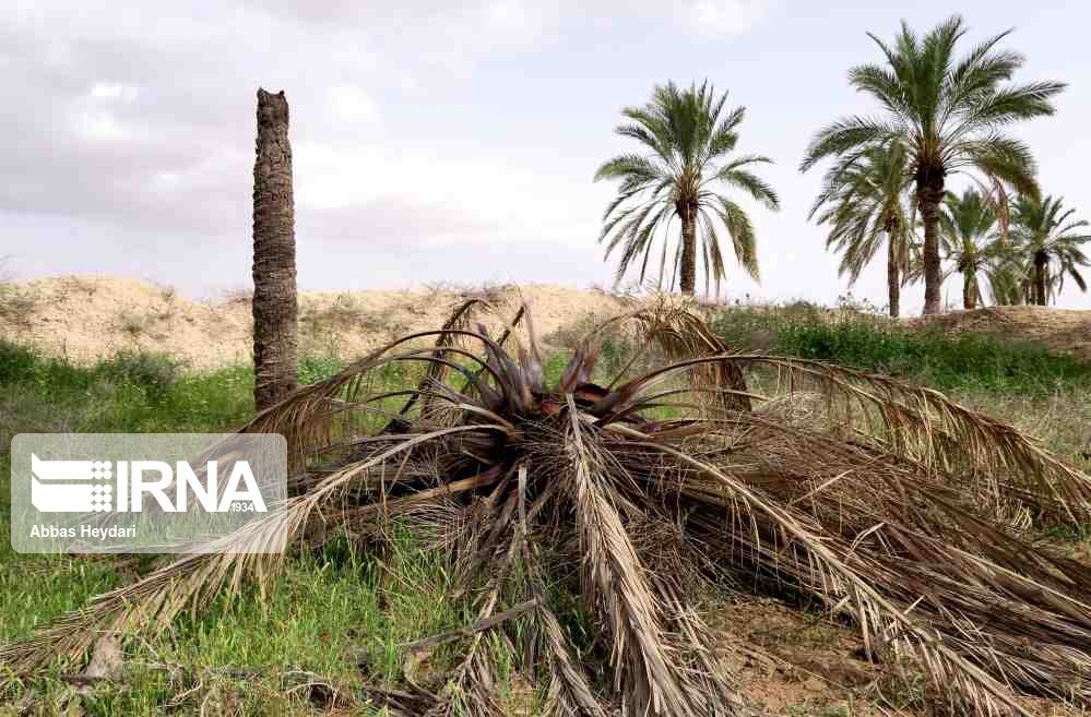 هشدار جدی به مدیران بم؛ ۶۰۰ هکتار از نخلستان‌های ثبت جهانی در حال نابودی عمدی | خبر کرمان