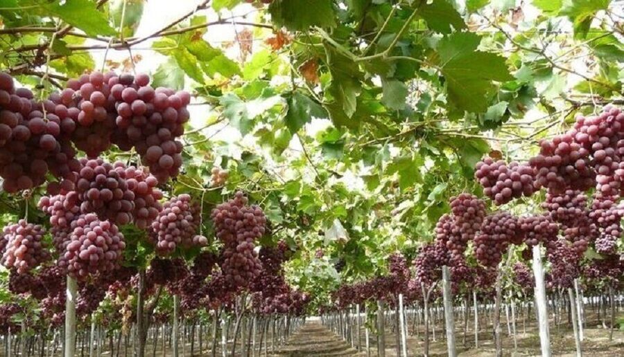 آغاز برداشت نوبرانه انگور در جنوب کرمان؛ پیش‌بینی تولید ۲۱۰۰ تن محصول | خبر کرمان