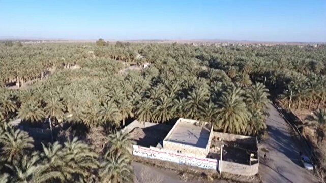 موضع صریح و قاطع دستگاه قضایی بم در دفاع از میراث جهانی؛ برخورد قاطع با تغییر کاربری باغات و قطع درختان خرما | خبر کرمان