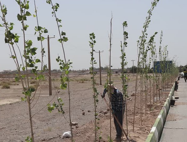 کاشت بیش از ۵۰۰ اصله درخت سپیدار در حاشیه بلوار سردار سلیمانی