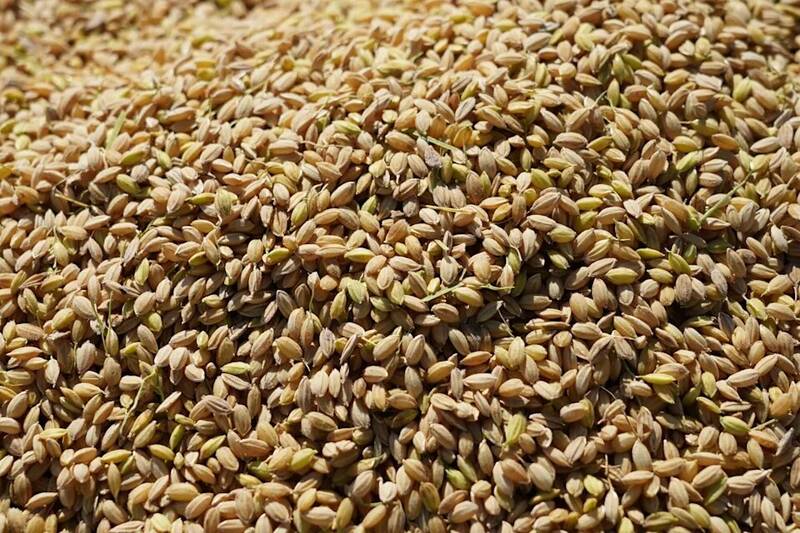 قیمت برنج در ژاپن کنترل‌ناپذیر ماند